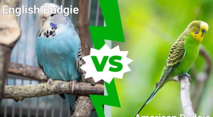 Come distinguere i parrocchetti inglesi da quelli americani
