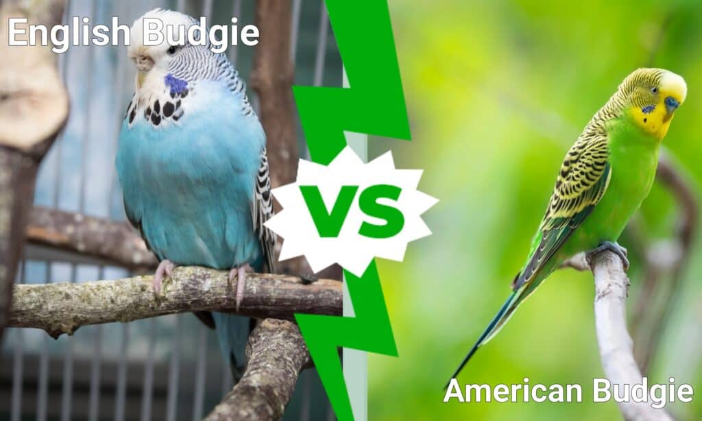 Come distinguere i parrocchetti inglesi da quelli americani