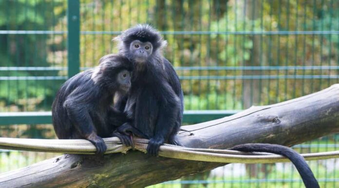 Una coppia di scimmie in uno zoo