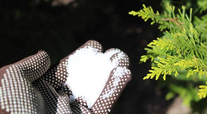 sale Epsom in una mano con i guanti