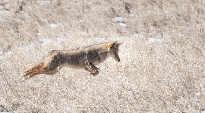 La dimensione della popolazione dei coyote in Virginia