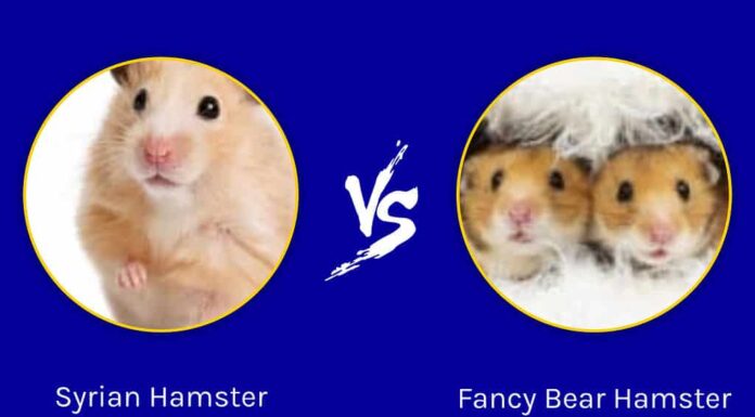 Infografica su Fancy Bear contro criceto siriano