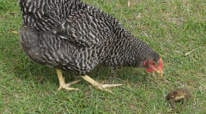 Cuculo Marans che fissa