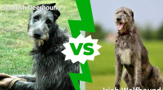 Levriero scozzese contro levriero irlandese