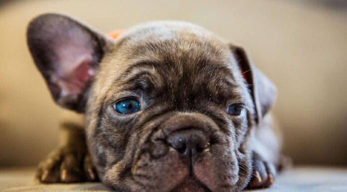 Cucciolo di bulldog francese