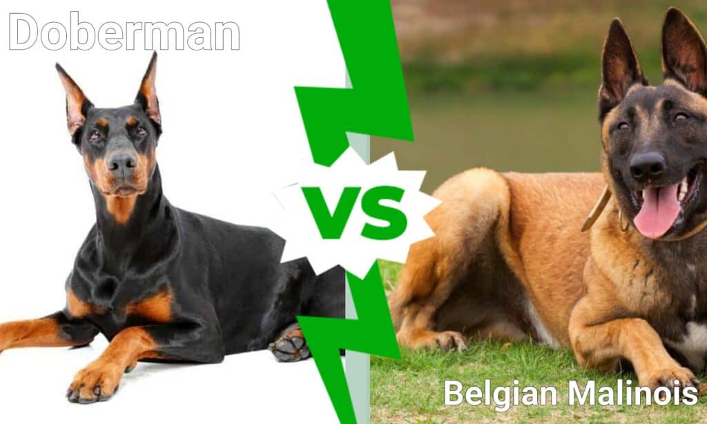 Dobermann o Pastore Belga Malinois: quale scegliere?