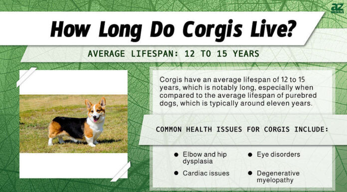 Quanto vivono i Corgi? infografica
