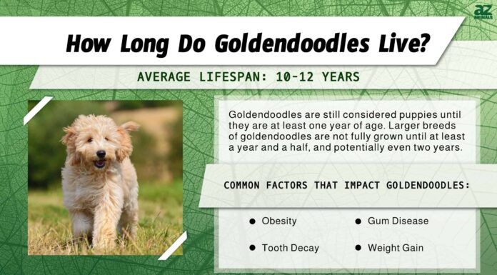 Durata della vita del Goldendoodle: quanto vivono i Goldendoodle?
