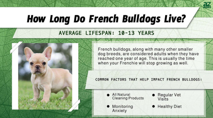 Durata della vita del bulldog francese
