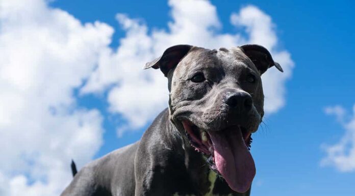 Pitbull dal naso blu