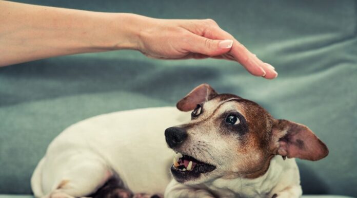 Jack Russell Terrier femmina incinta ringhia alla mano di una persona. Istinto e comportamento animale.