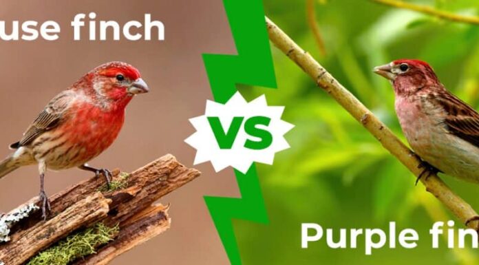 Fringuello domestico contro fringuello viola