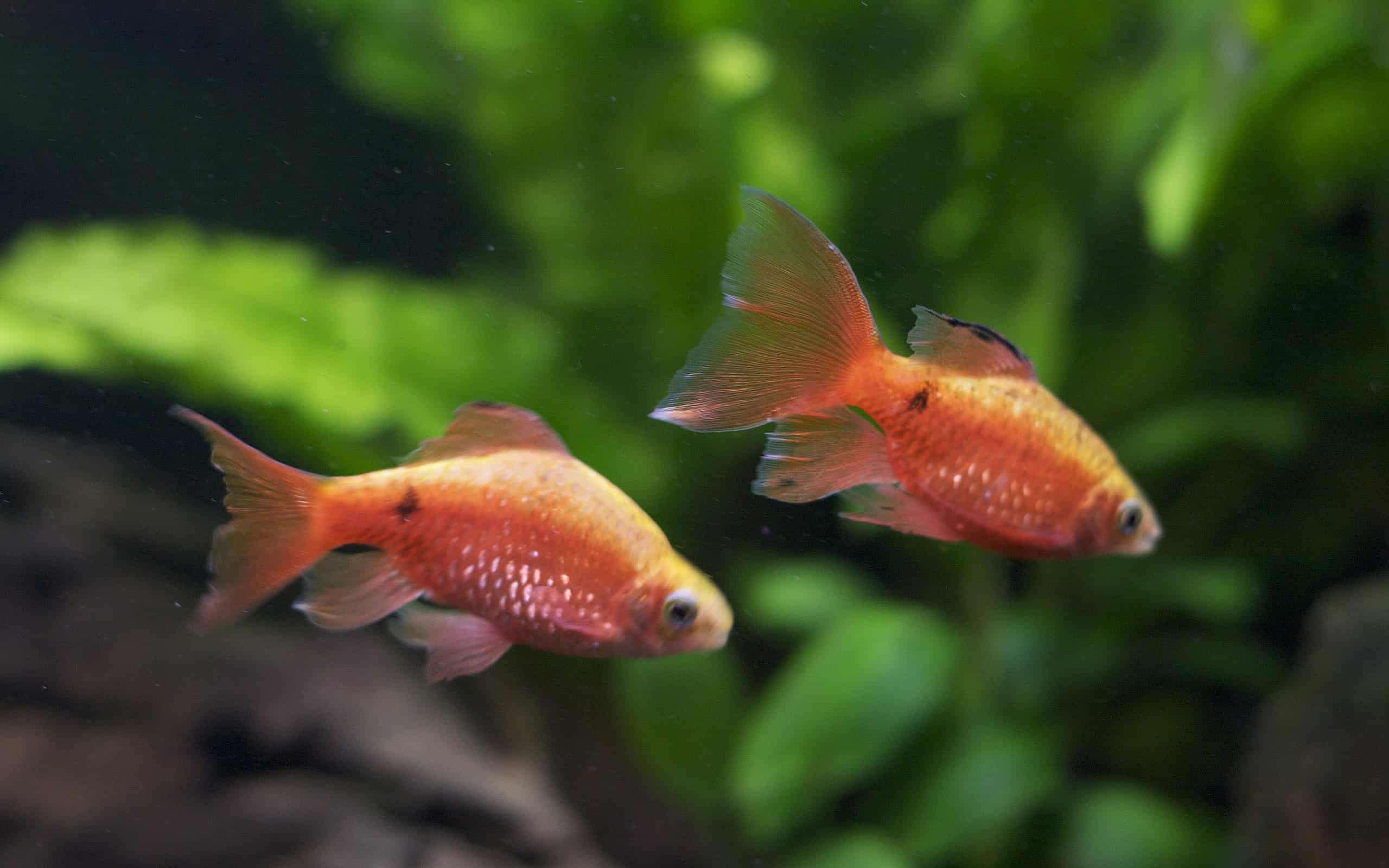 Gli 8 migliori compagni di vasca per i barbi tigre