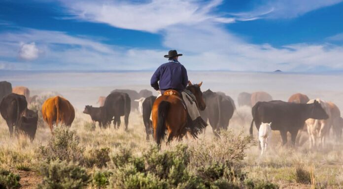 Cowboy che guida il bestiame