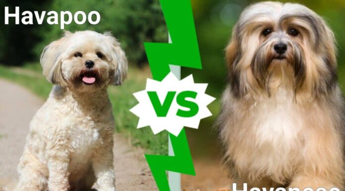 Havapoo contro Havanese