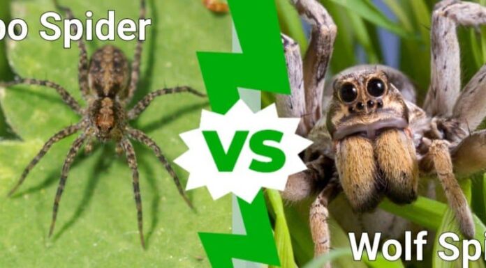 ragno hobo contro ragno lupo