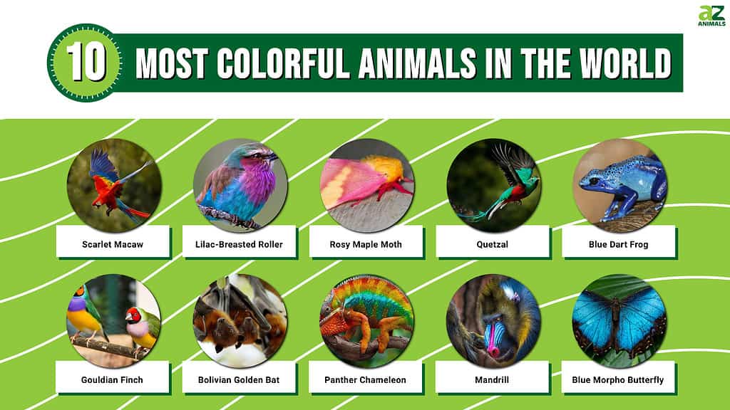 I 10 animali più colorati del mondo