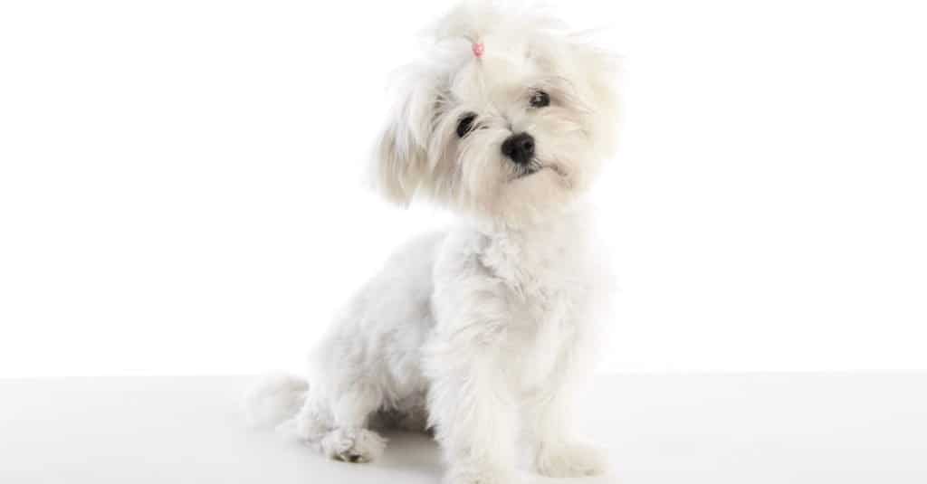 Cani più piccoli: Maltichon