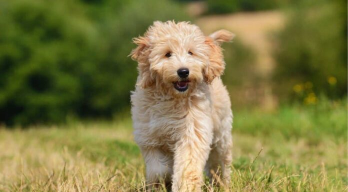 miglior cibo per cani per goldendoodle