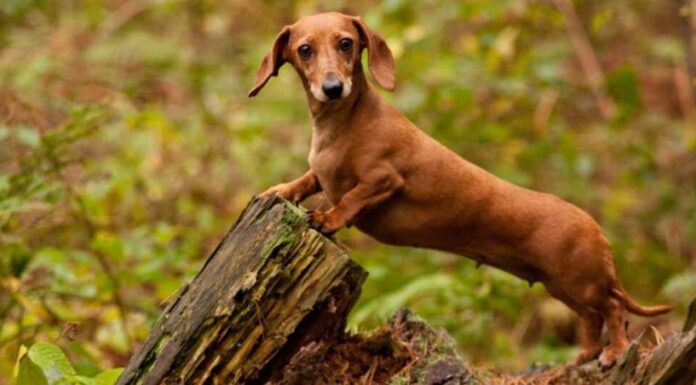 I bassotti perdono il pelo e non sono considerati ipoallergenici