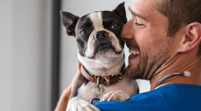 Boston Terrier dal veterinario