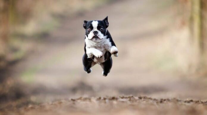 Boston Terrier cani dalle orecchie grandi