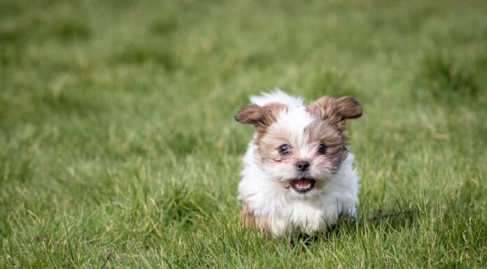 Shih Tzu (Canis familiaris) - cucciolo che corre