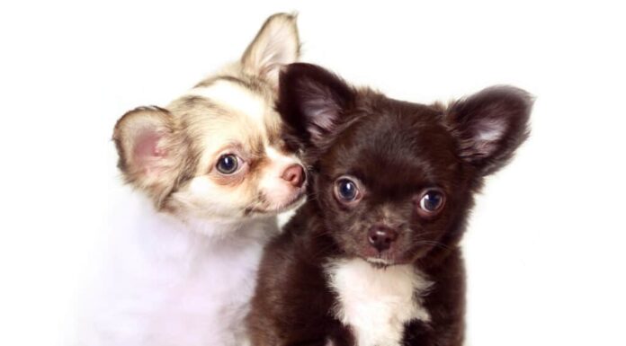 Due cuccioli di chihuahua a pelo lungo