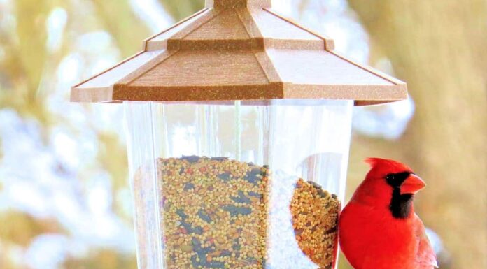 Cardinale settentrionale maschio che si gode un po' di becchime dalla mangiatoia per uccelli
