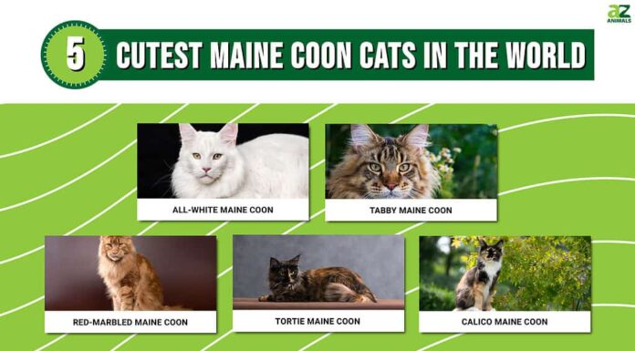 Infografica che mostra le cinque tipologie di Maine Coon più carine al mondo.