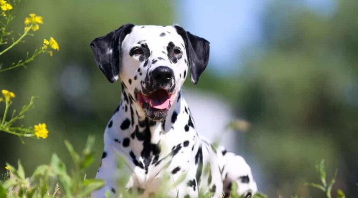 Ritratto di simpatico cane dalmata.