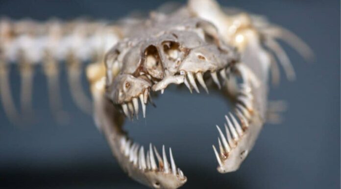 Incontra il serpente con le zampe e come era diverso da una lucertola