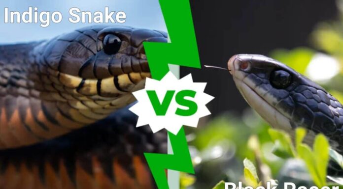 Indigo Snake vs Black Racer: qual è la differenza?
