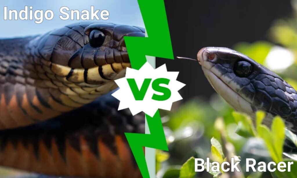 Indigo Snake vs Black Racer: qual è la differenza?
