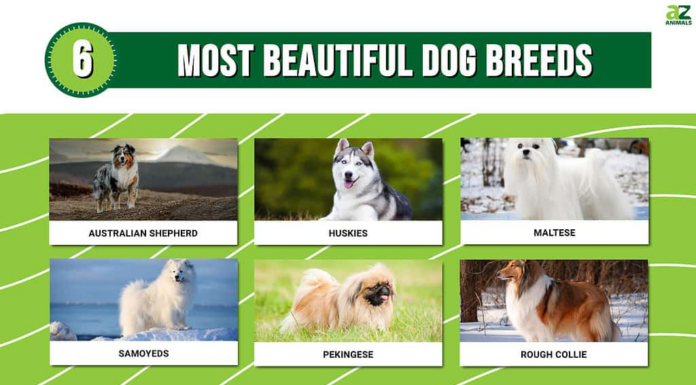 Le 6 razze di cani più belle
