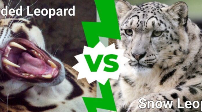 Leopardo nebuloso contro leopardo delle nevi