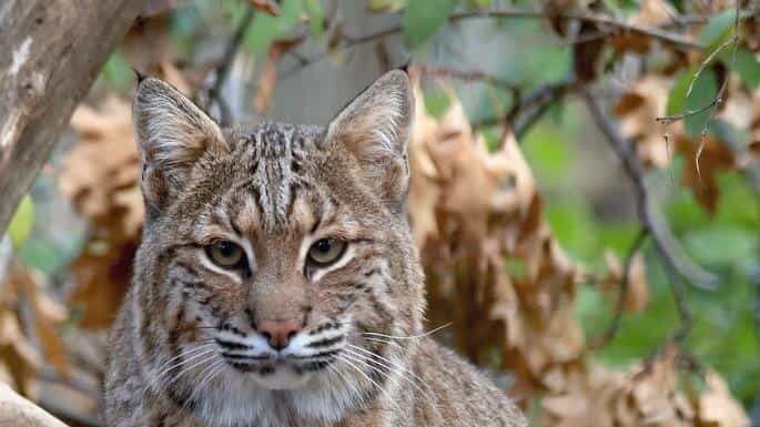 Lince rossa in Colorado: quante ce ne sono e sono pericolose?
