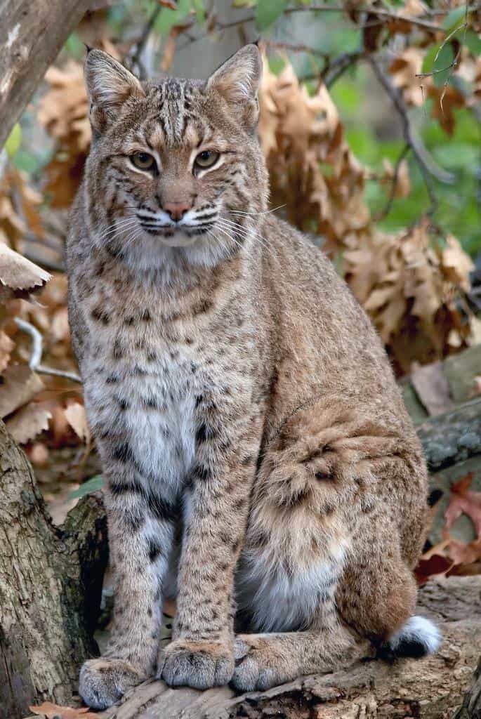 Lince rossa nel Wisconsin: quante ce ne sono e sono pericolose?