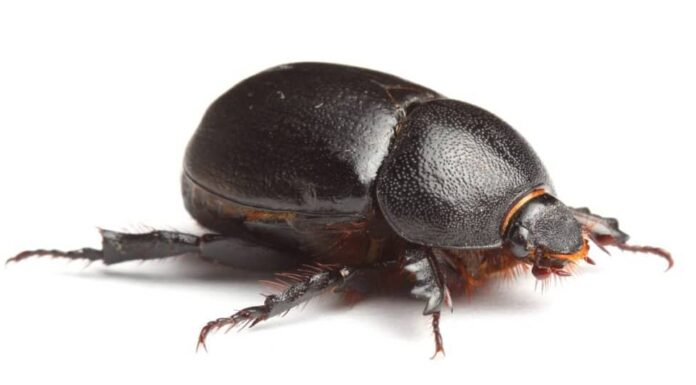 Scarabeo stercorario che perfora la terra isolato su sfondo bianco.