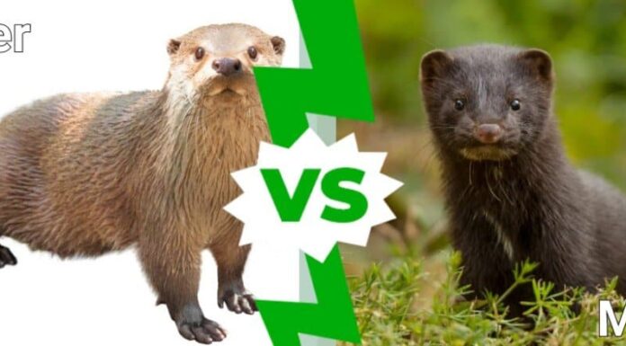 Lontra contro Visone