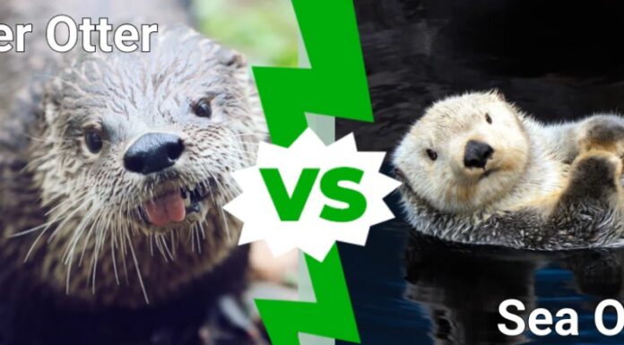lontra di fiume contro lontra marina
