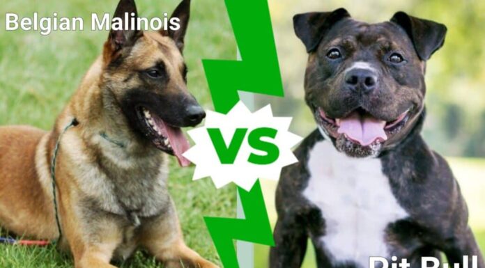Malinois belga contro Pit Bull: quali sono le differenze?

