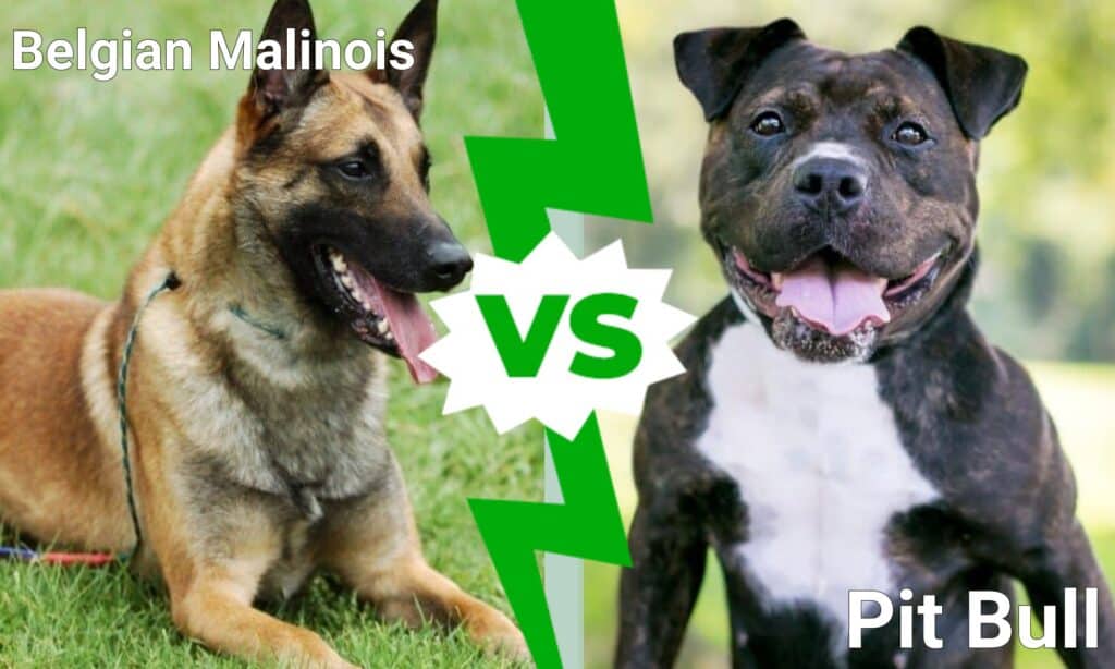 Malinois belga contro Pit Bull: quali sono le differenze?