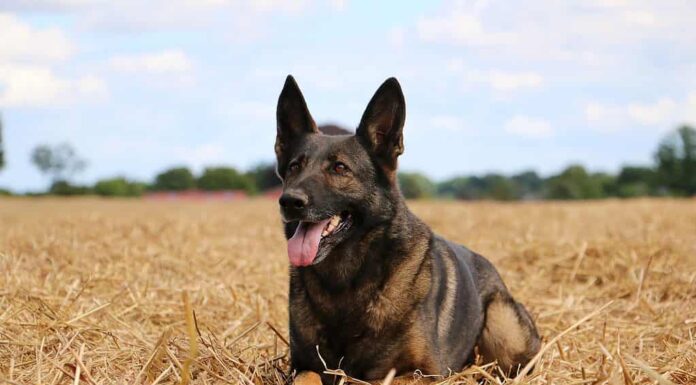 Pastore tedesco Malinois in un campo