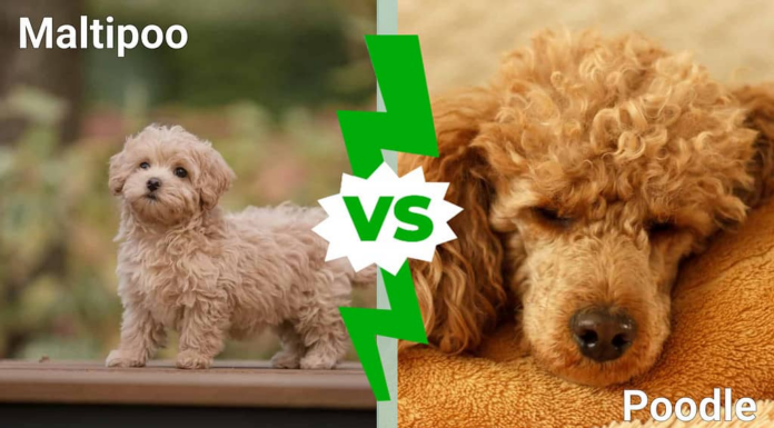 Maltipoo vs. Barboncino: 8 differenze chiave da sapere
