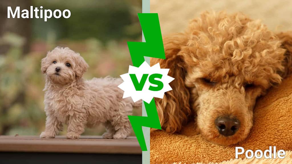 Maltipoo vs. Barboncino: 8 differenze chiave da sapere