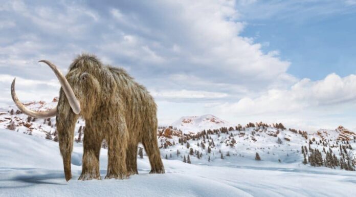 Mastodonte contro mammut lanoso