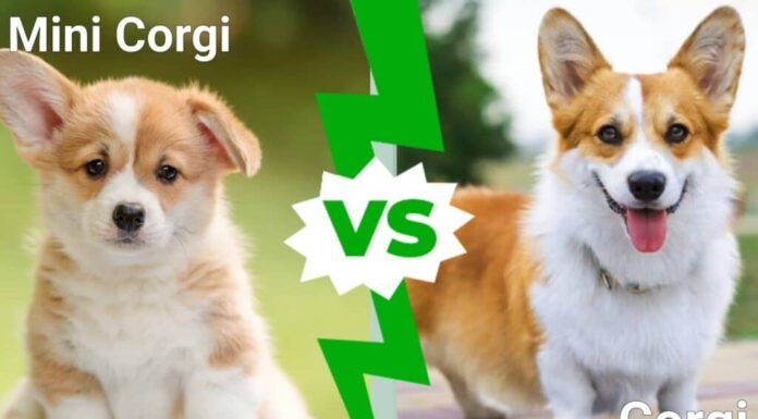 Mini Corgi contro Corgi