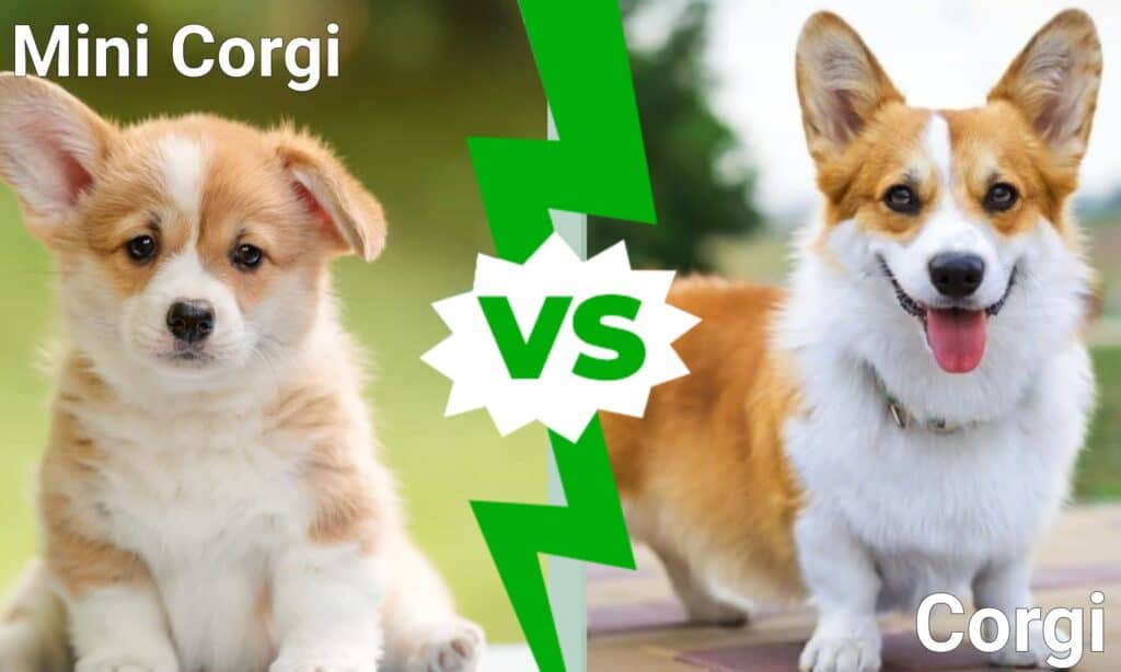 Mini Corgi contro Corgi