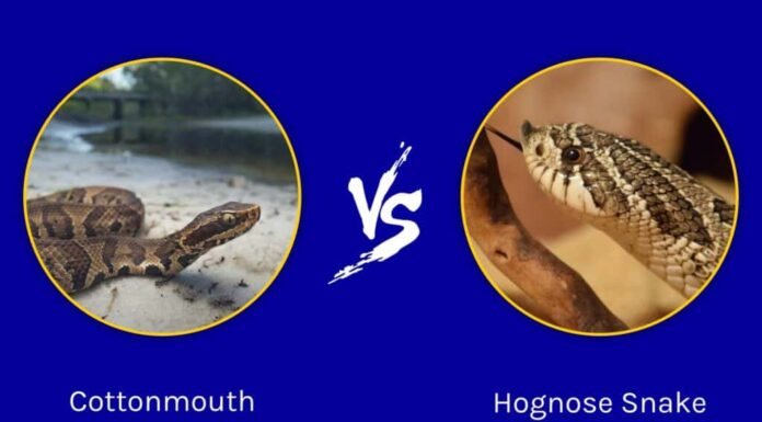 Mocassino acquatico e serpente porcino: qual è la differenza?
